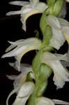 Great Plains lady's tresses